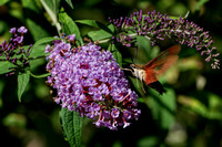 160823_2186_NX1 A Hummingbird Clearwing Moth, Hemaris thysbe, at Teatown