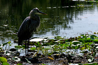160904_2294_NX1 A Great Blue Heron on Teatown Lake