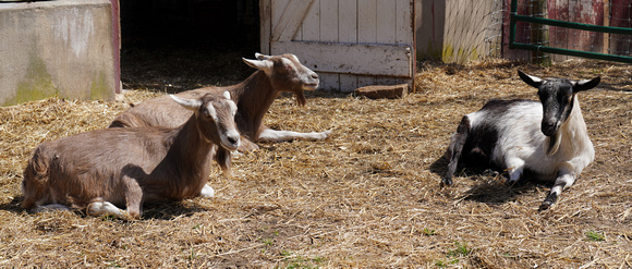 220413_06410_A7RIV Goats Laze in the Mid-April Sun at Muscoot Farm
