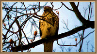 130117_0570_SX50_IsItArt Red Tail Hawk Waking in the Morning Light