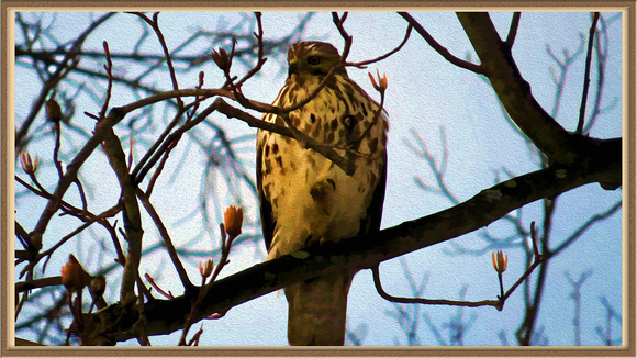 130117_0570_SX50_IsItArt Red Tail Hawk Waking in the Morning Light