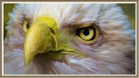 131008_1351_SX50_IsItArt American Bald Eagle