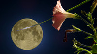 130623_0841_SX50 Petunia in the Moonlight