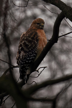 230221_07886_A7RIV A Red Shouldered Hawk, Buteo lineatus, on a Dark and Gloomy Rainy Day in Our Winter Gardens