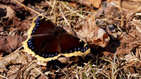 230321_07989_A7RIV A Mourning Cloak Butterfly, Nymphalis antiopa, in Spring along the Raptor Ridge Trail at Westmoreland Sanctuary