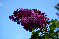 230423_08209_A7RIV Lilacs, Syringa vulgaris, in Our Early Spring Gardens