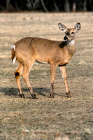 760320_0005_F1 Deer at Hecksher Park on Long Island NY