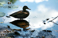160830_2241_NX1 A Female Mallard Reflects in the Shade on Teatown Lake