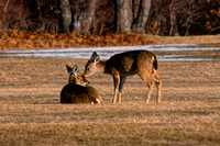 780326_0002_F1 Deer at Heckscher  Park on Long Island