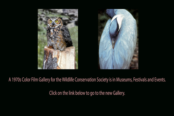 A 35mm Film Gallery for the Wildlife Conservation Society in the 1970s is in the Museums, Festivals and Events Portfolio