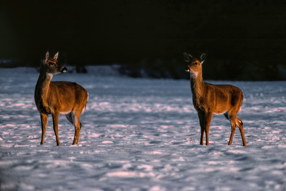770100_0005_F1 Deer in the Sunset at Heckscher Park on Long Island
