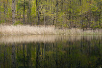 230424_08222_A7RIV Reflections of Early Spring on Bechtel Lake at Westmoreland Sanctuary