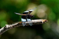 160618_1710_NX1 A Dragonfly at Teatown Lake