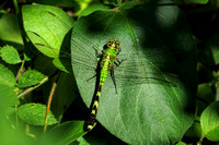 160630_2914_SX50 Dragonfly at Teatown