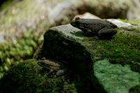 160618_1722_NX1 Frogs Along the Northwest Stream at Teatown