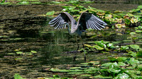 160728_1973_NX1 A Great Blue Heron on Teatown Lake in Summer