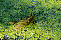 160618_1691_NX1 A Frog on Vernay Lake at Teatown