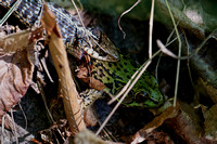 160807_2056_NX1 A Snake Captures a Frog by Vernay Lake at Teatown