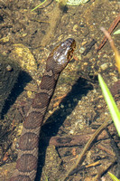 160614_1619_NX1 A Midland Water Snake, Nerodia sipedon pleuralis, Surfaces on Becthel Lake at Westmoreland Sanctuary