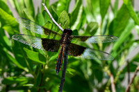 160606_1545_NX1 A Dragonfly Along the Shore of Teatown Lake