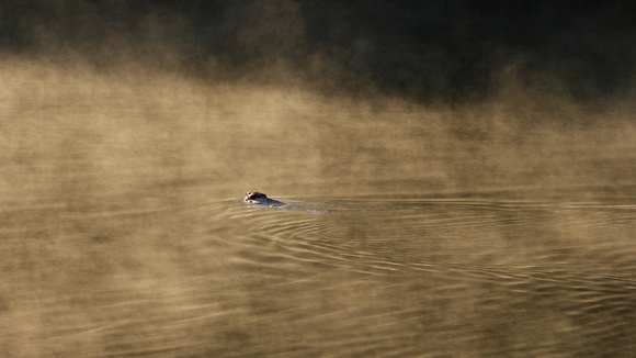 160620_1770_NX1 A Beaver Slips into the Mist of Teatown's Vernay Lake at Sunrise