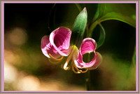 160526_1438_NX1_IsItArt Rosy Trillium, Trillium catesbaei, on Teatown Lake's Wildflower Island