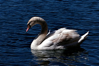 160413_1176_NX1 A Swan on Teatown Lake