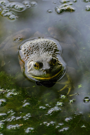 160618_1717_NX1 A Frog at Teatown Lake