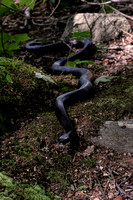 160606_1582_NX1 A 5 Foot Black Rat Snake Along the Shore of Teatown Lake