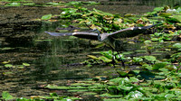 160728_1972_NX1 A Great Blue Heron on Teatown Lake in Summer
