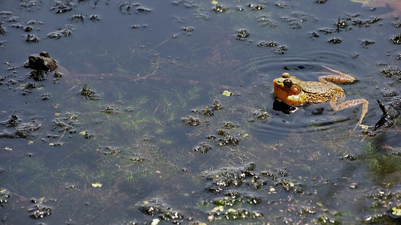 160720_1955_NX1 Frogs on Teatown Lake