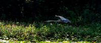 160819_2139_NX1 A Great Blue Heron on Teatown Lake