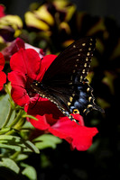 220619_06900_A7RIV An Eastern Black Swallowtail on a Petunia in Our Late Spring Gardens