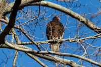 160413_1187_NX1 A Turkey Vulture at Teatown