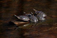 210322_03907_A7RIV Painted Turtles on Swan Lake at Rockefeller Preserve