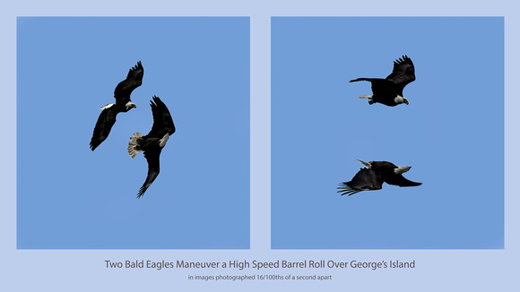 170128_0268_269_EOS M5 Two Bald Eagles Maneuver a High Speed Barrel Roll Over George's Island