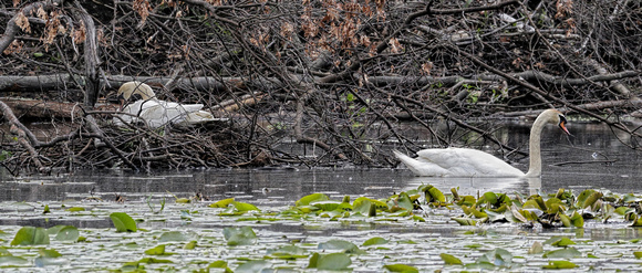 170526_0822_EOS M5 A Mated Pair of Swans Tend Their Nest on Teatown Lake