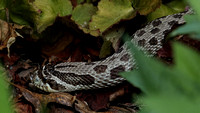 170526_0826_EOS M5 A Hog Nose Snake in the Gardens at Teatown