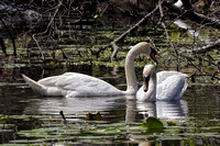 170603_0844_EOS M5 Mated Mute Swans on Teatown Lake