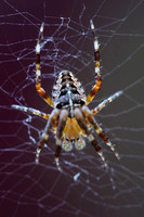 230816_09168_A7RIV A Cross Spider, Araneus diadematus, in Our August 2023 Gardens