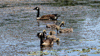 170614_0878_EOS M5 A Family of Canadian Geese on Teatown's Shadow Lake