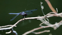 170614_0886_EOS M5 A Dragonfly by Teatown's Vernay Lake