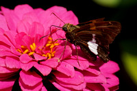 230820_09215_A7RIV A Silver Spotted Skipper, Epargyreus clarus, on Zinnia in Our Mid August 2023 Gardens