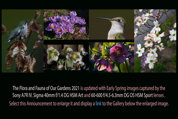 Mar 30 to May 03, 2021: The Flora and Fauna of Our Gardens 2021 Set #2