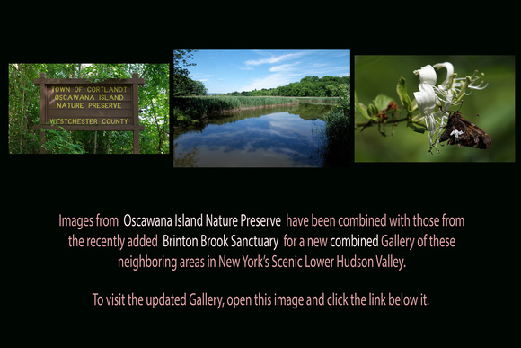 Jun 22, 2017: Oscawana Island Nature Preserve images combined with Brinton Brook Sanctuary