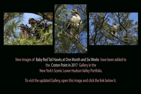 May 26, 2017: Baby Red Tail Hawks