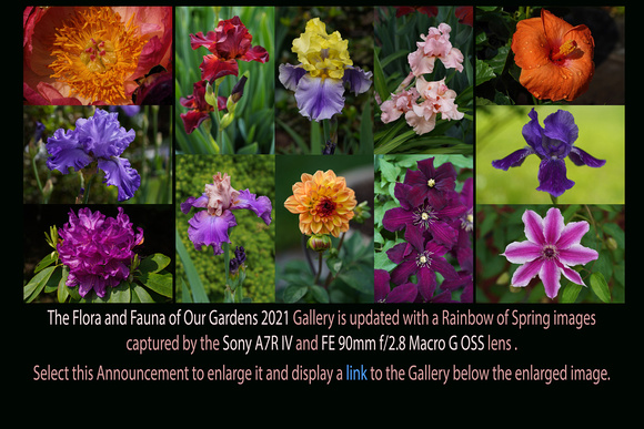 May 18 to May 25, 2021: The Flora and Fauna of Our Gardens 2021 Set #3