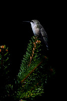 230917_09505_A7RIV A Female Ruby-throated Hummingbird, Archilochus colubris, in the Big Spruce Tree in Our Late Summer 2023 Gardens