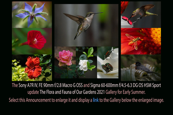 Jun 21 to Jul 05, 2021: The Flora and Fauna of Our Gardens 2021 Set #5