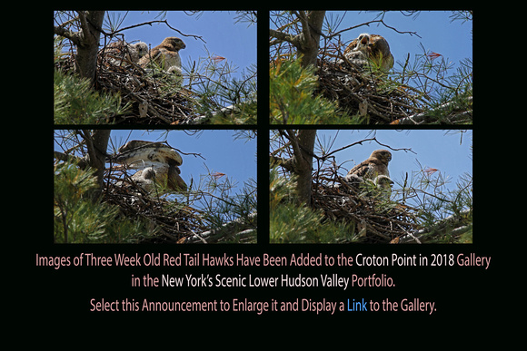 Posted May 08 at 3 Weeks Old and Updated May 23, 2018 at 5 Weeks Old: Eyases at Croton Point in 2018